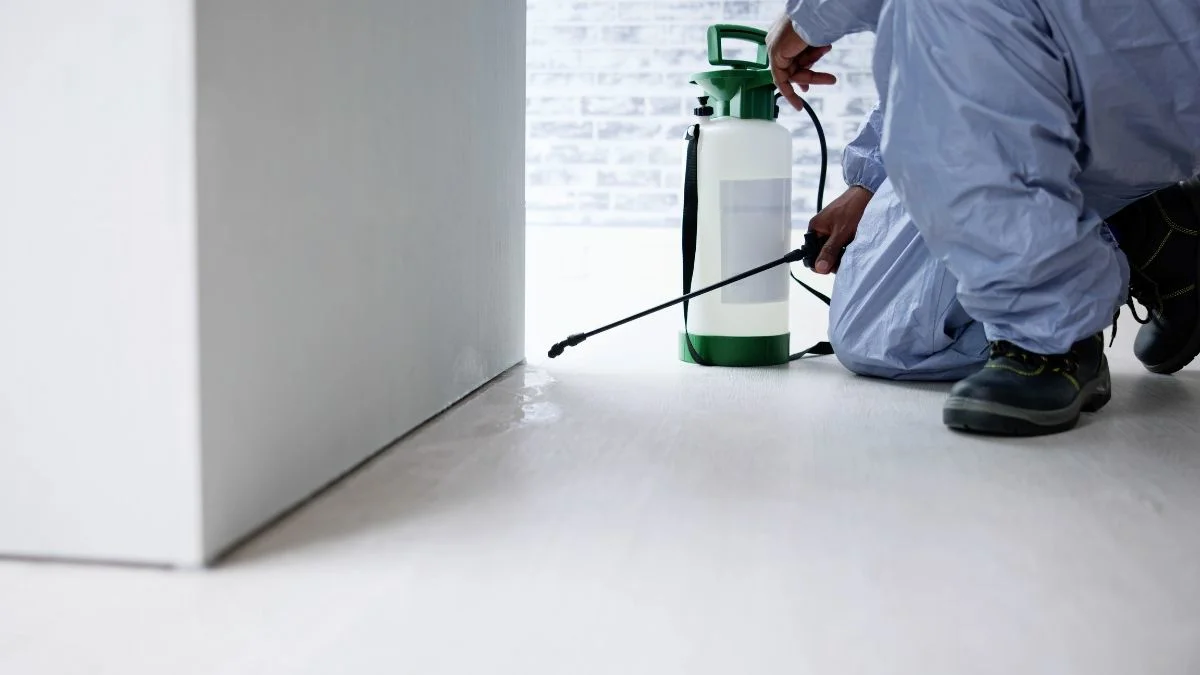 Tahta Kurusu İlaçlama